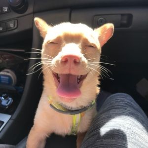 Meet your Posher, Anh